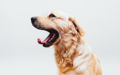 image for Debunked! 6 Common Myths About Dogs